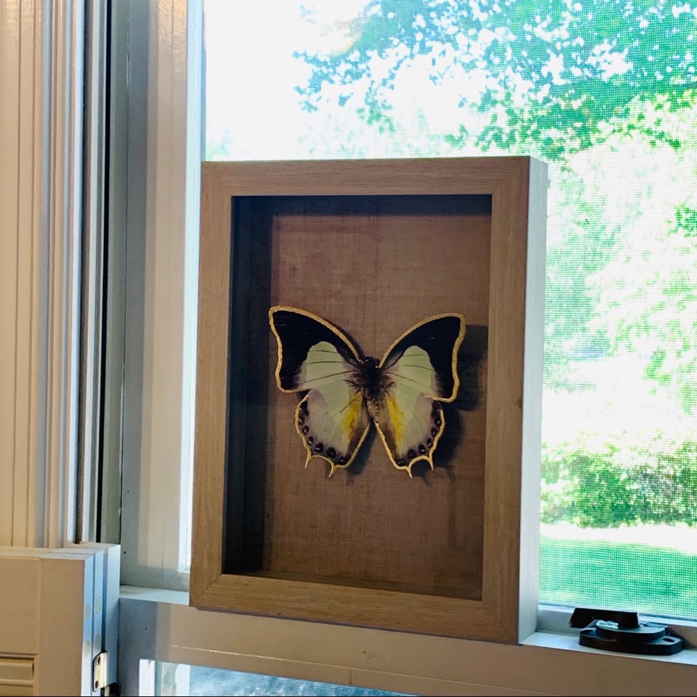 Butterfly Decor